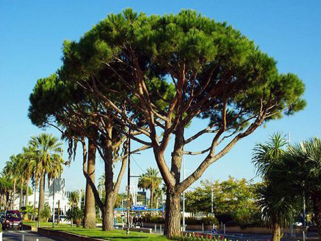 183 D16 BANDOL-1_000049.jpg